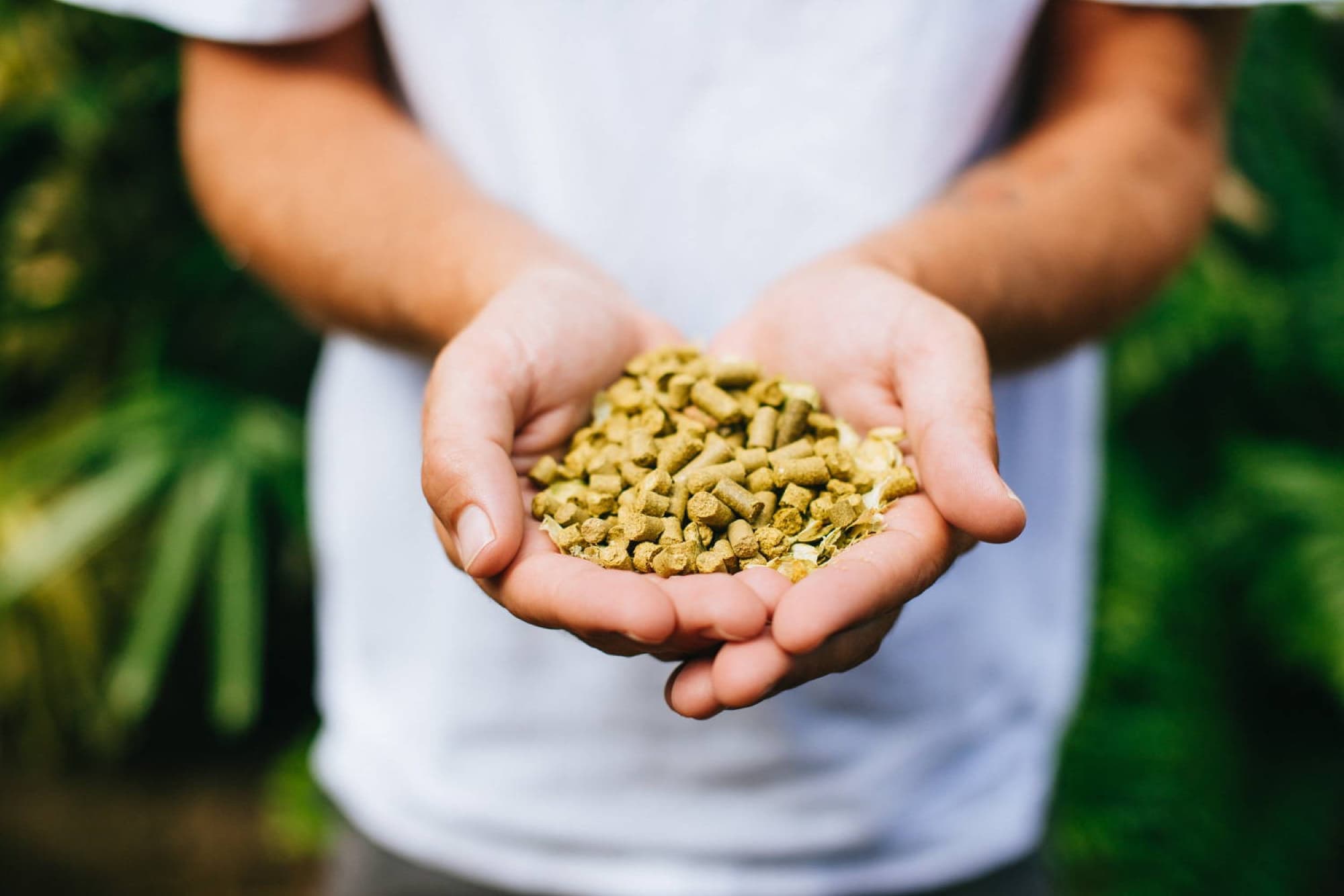 Honolulu Beerworks — hop pellets cupped hands